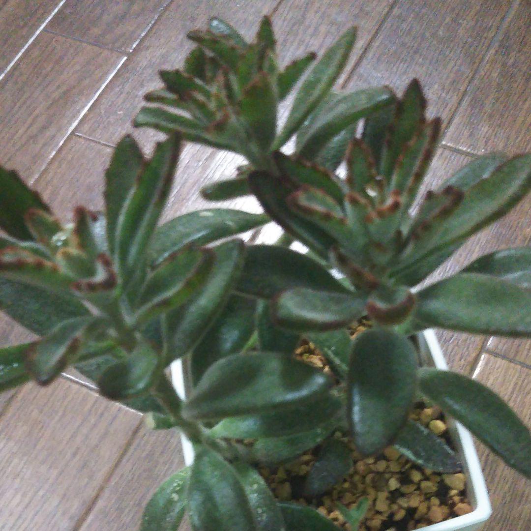 黒兎耳、多肉植物、抜き苗で発送します。