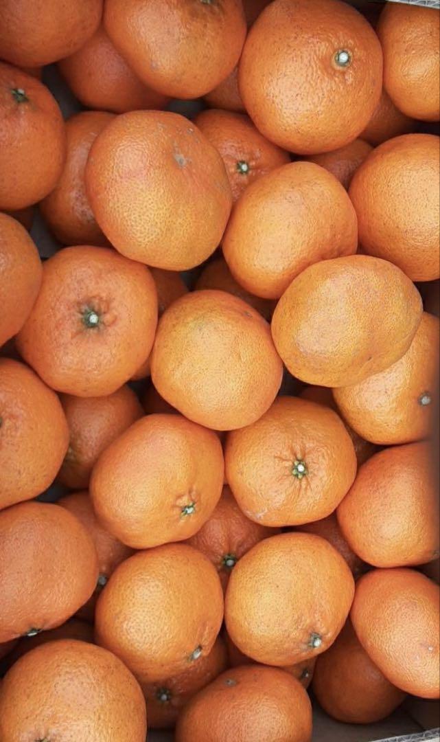訳あり品　愛媛県　家庭用　甘平　柑橘　 10kg