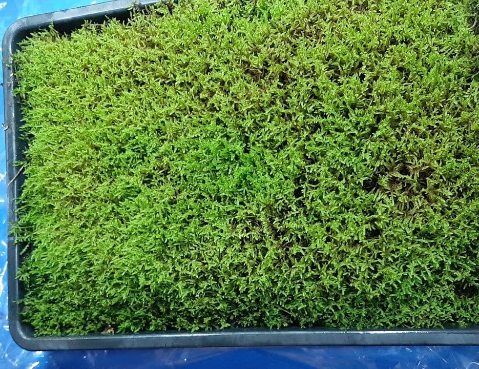 販売再開★継足品★10個セット◎ハイ苔5年物◎造園/苔玉★厚2〜3/長47幅32 販売再開★継足品★10個セット◎ハイ苔5年物◎造園/苔玉★厚2〜3/長47幅32