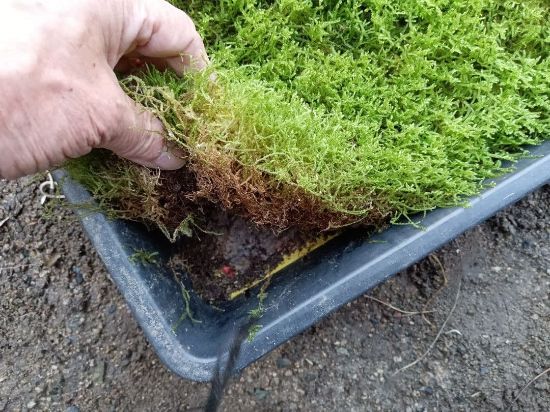 販売再開★継足品★10個セット◎ハイ苔5年物◎造園/苔玉★厚2〜3/長47幅32 販売再開★継足品★10個セット◎ハイ苔5年物◎造園/苔玉★厚2〜3/長47幅32