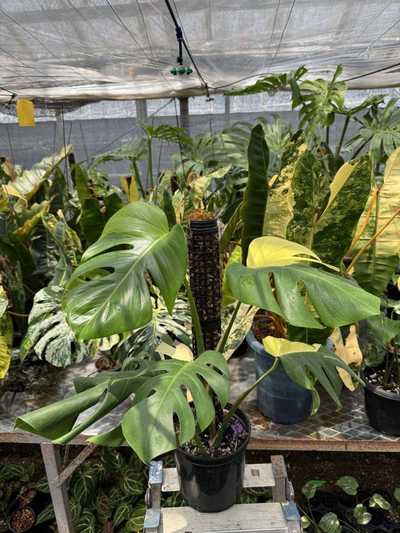 モンステラ ボルシギアナ オーレア♡希少♡観葉植物♡黄斑入り