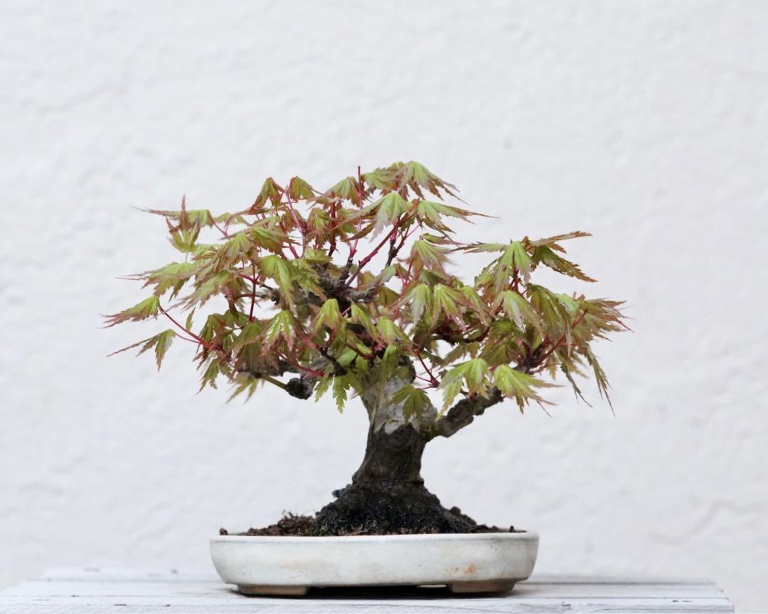 「亦盆栽」山紅葉 小品盆栽