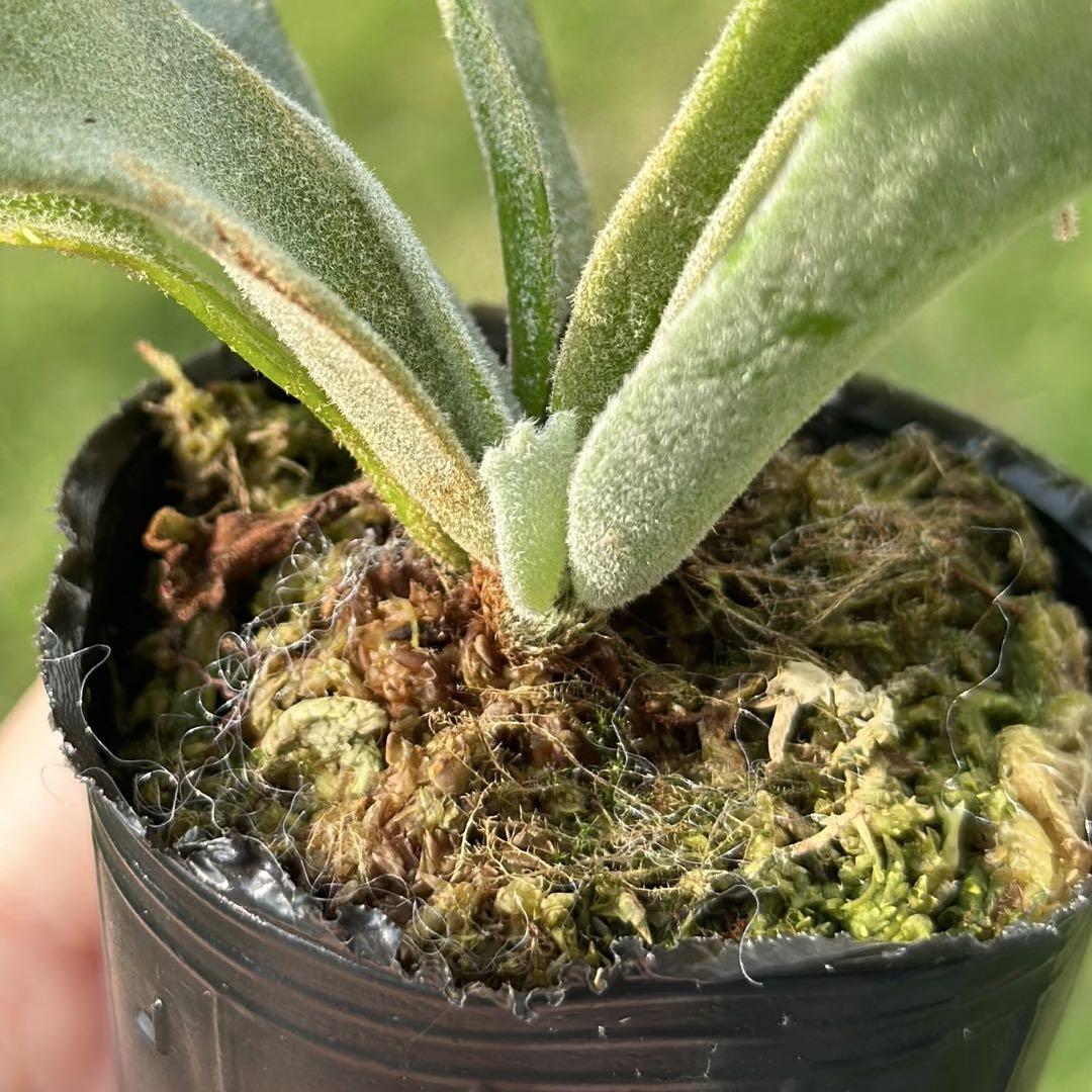 P.willinckii 'Jade Girl' spore 2103 - メルカリ
