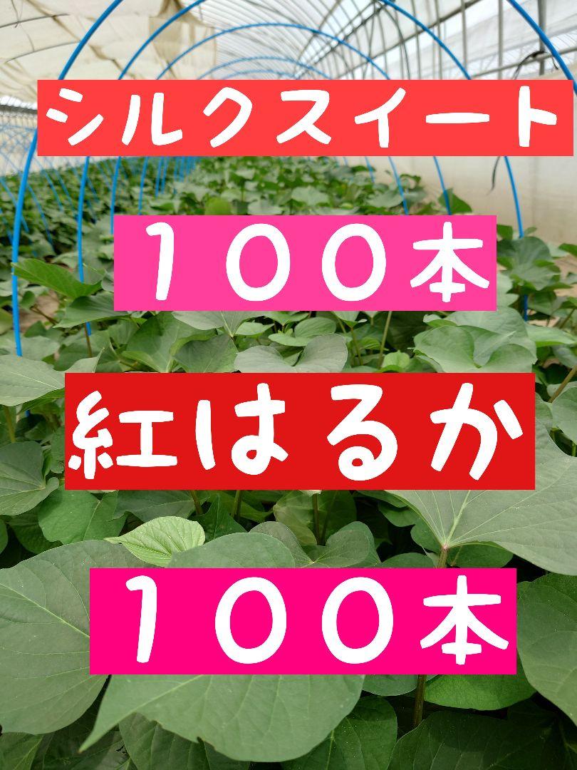 さつまいも苗【紅はるか、シルク各100本】【５月下旬〜６月上旬発送予定】