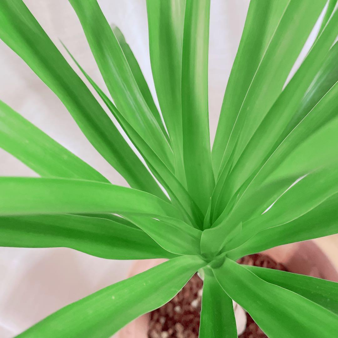 ドラセナ カンボジアーナ