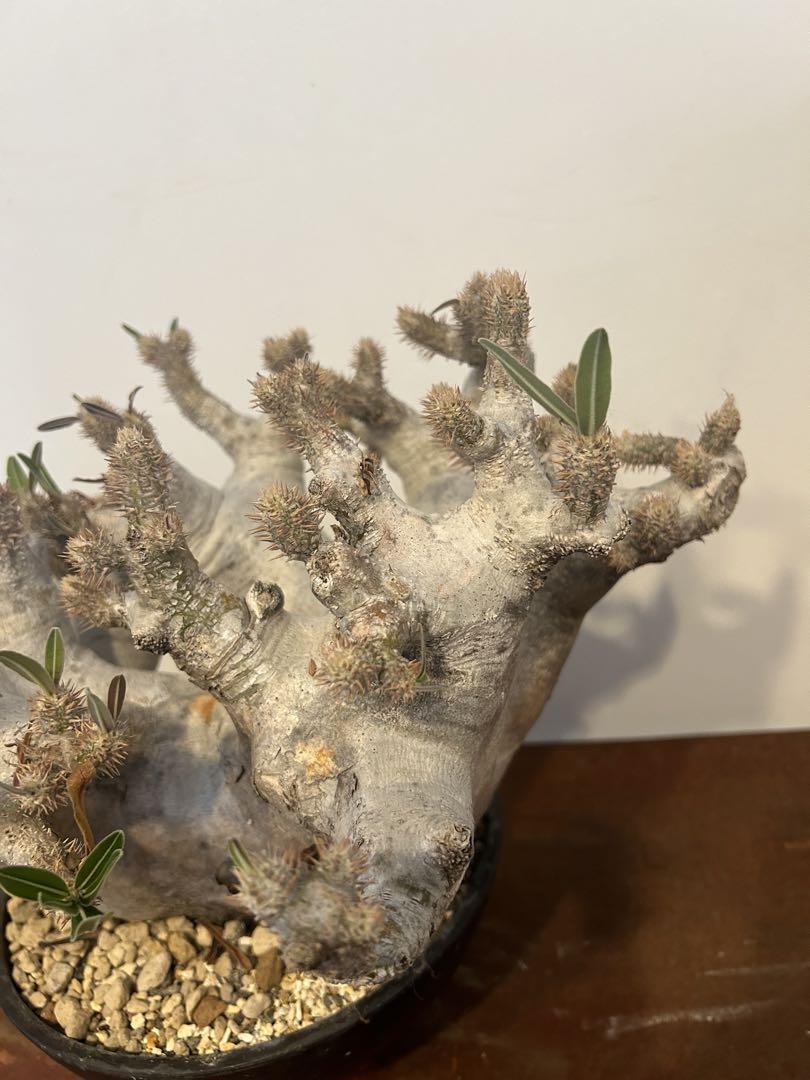 パキポディウム イノピナツム 特大 現地球 発根済み 白肌 観葉植物