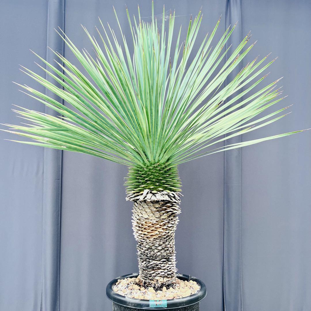 93 ユッカ ロストラータ 発根済 yucca rostrata
