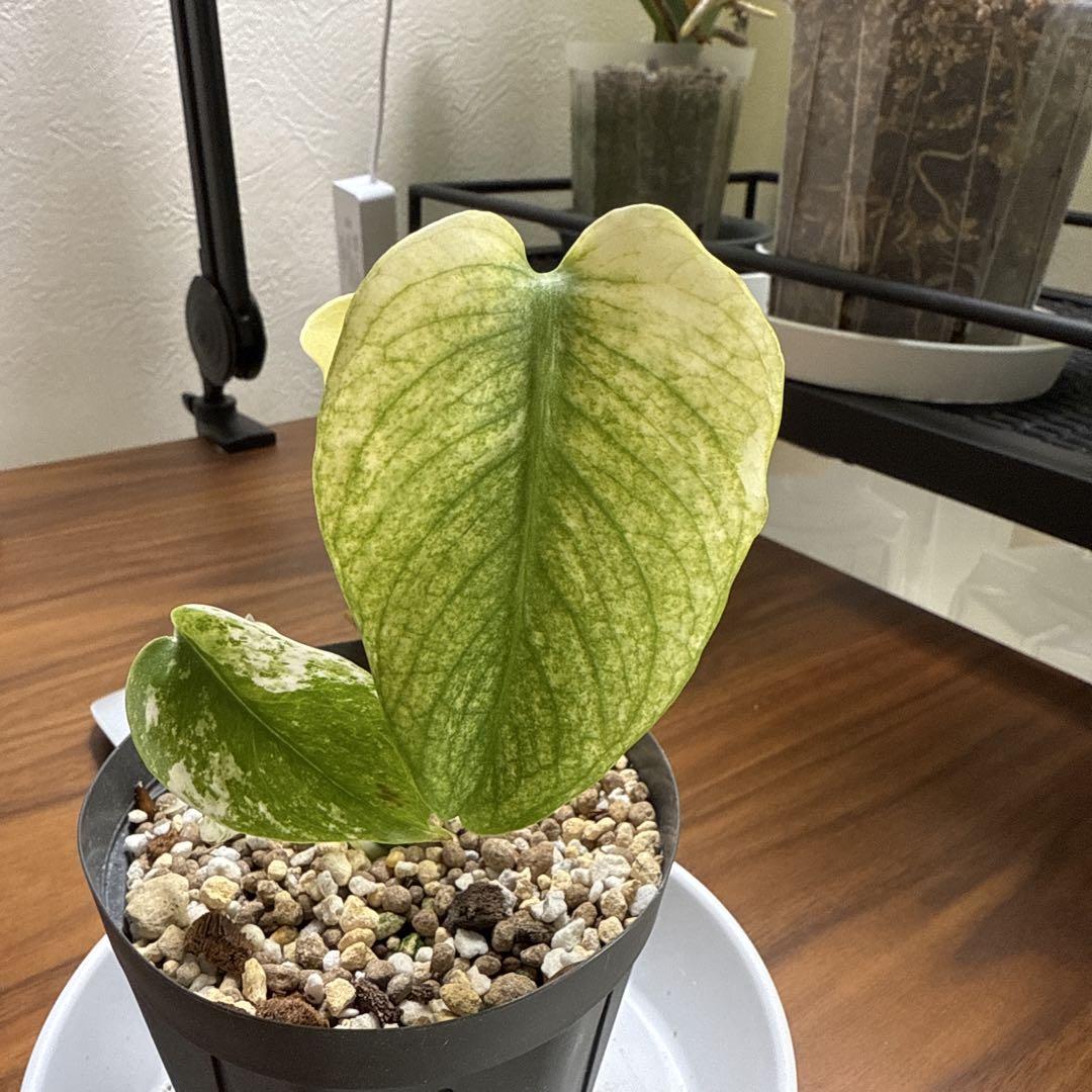 【希少】Monstera deliciosa 'mint' 培養苗