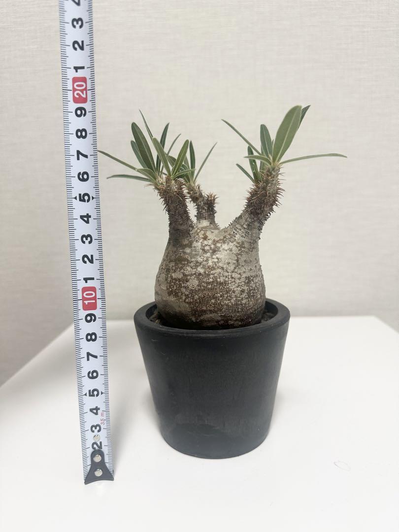 77【厳選株】パキポディウムグラキリス/現地球 塊根植物