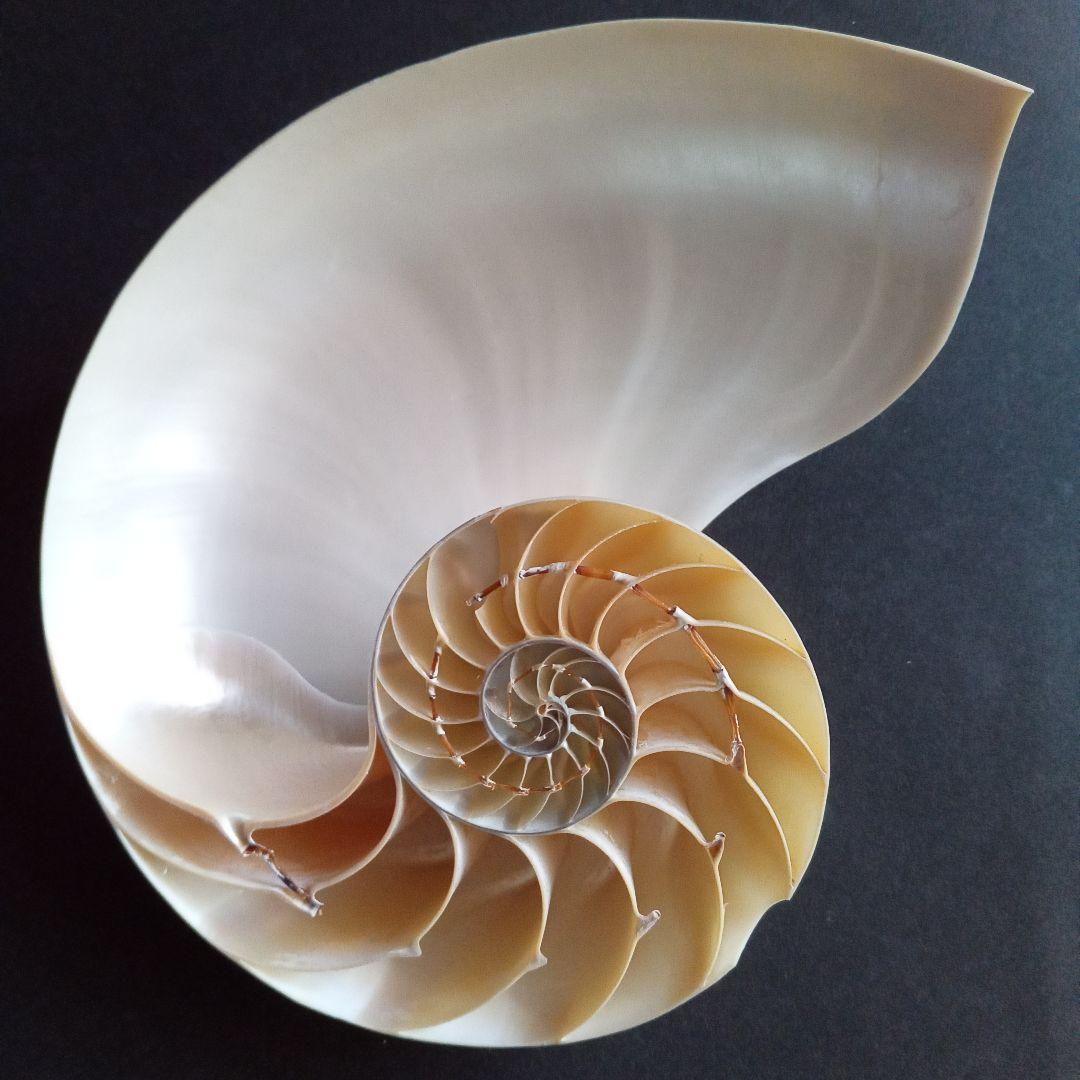 Nautilus オウムガイ 生きた化石 美麗 - メルカリ