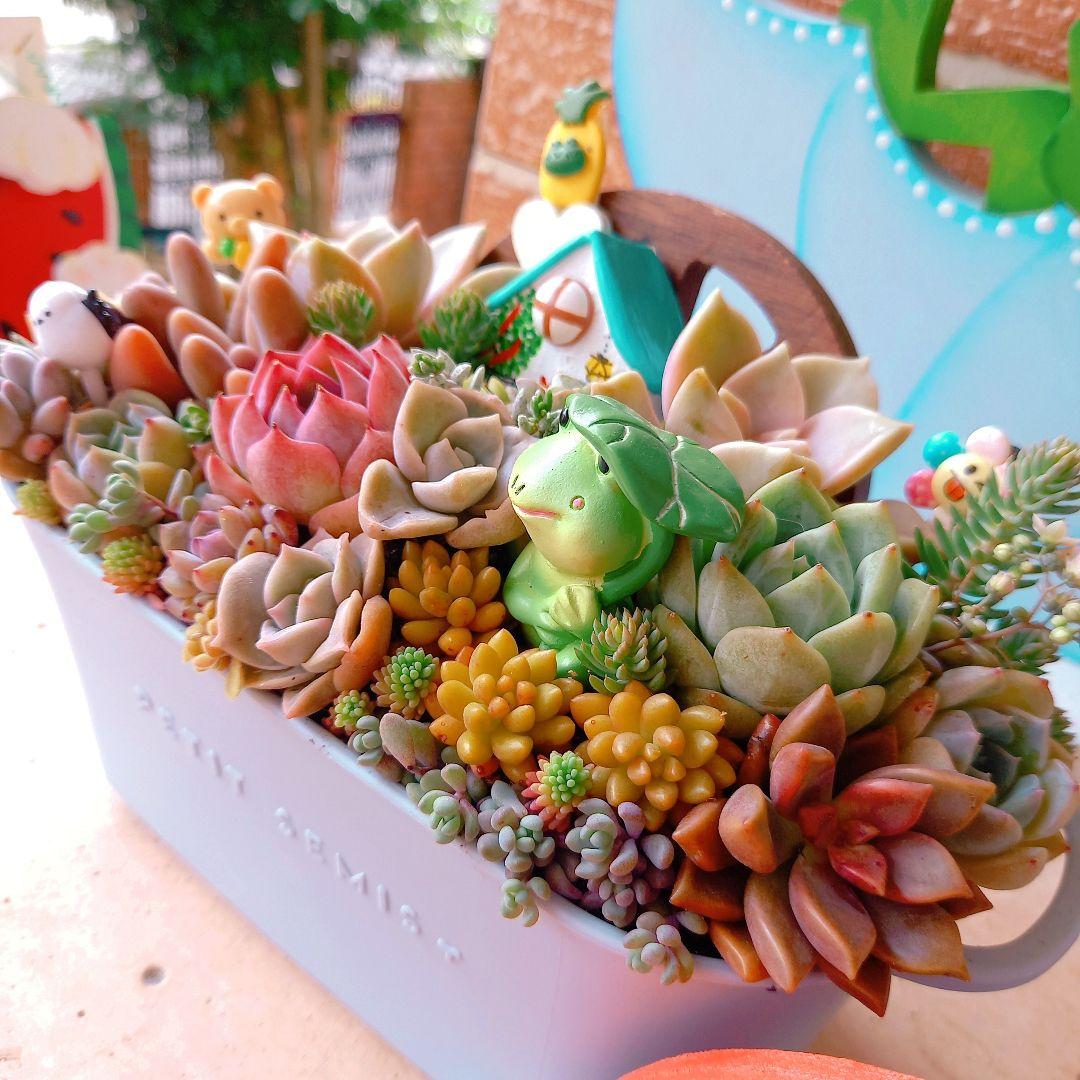 ❤️多肉植物❤️そのまま飾れる寄せ植え❤️カエル君❤️