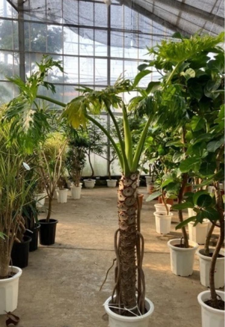 セローム幹立(直接取引)