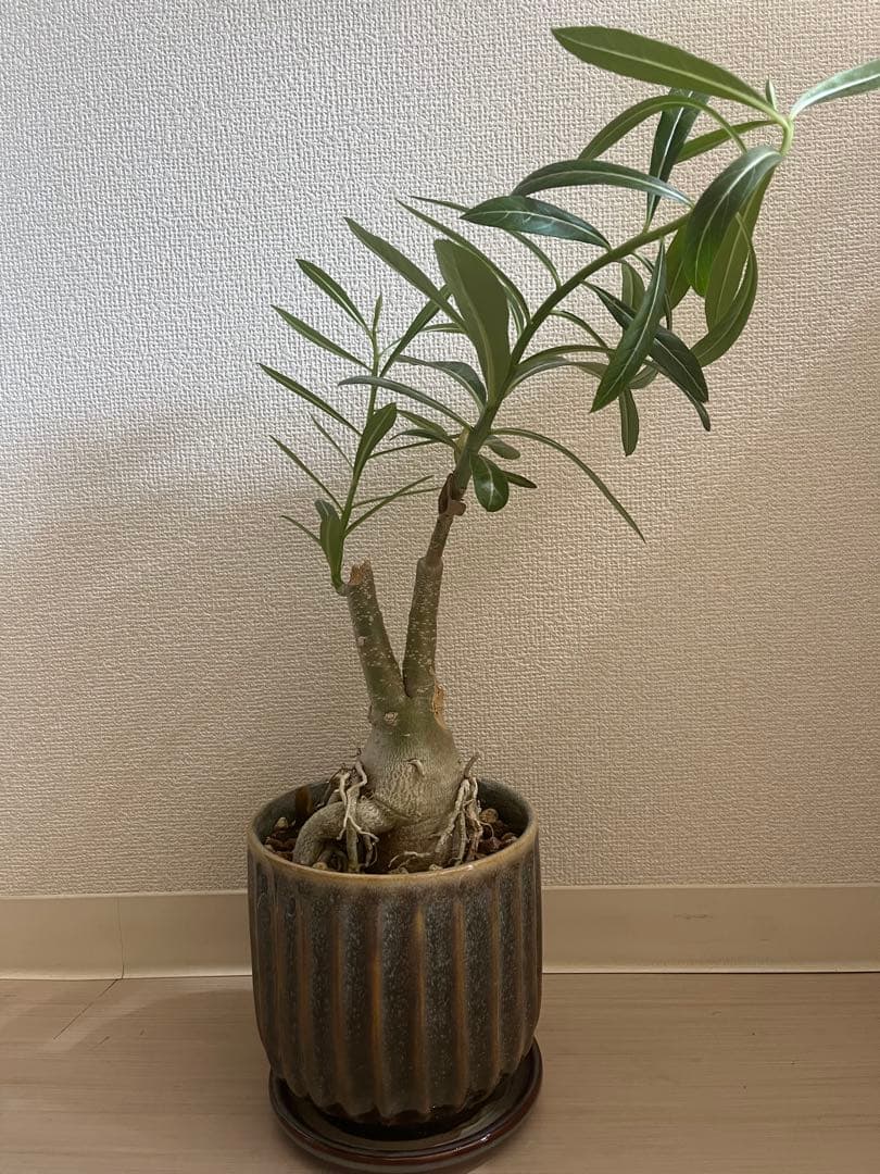 アデニウム オベスム