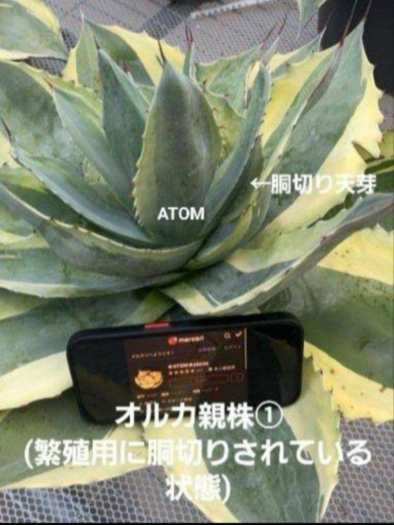 Yahoo!オークション - 採れたて 胴切り子株 アガベ オバティ