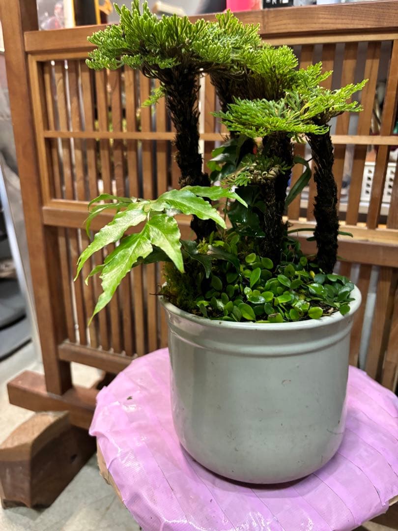 イワヒバ寄せ植え盆栽 自然山野草デザイン中型盆栽やや傷や汚れあり