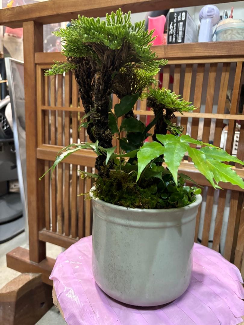 自然山野草デザイン中型盆栽やや傷や汚れあり