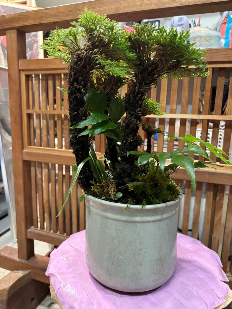 a＆e18 イワヒバ寄せ植え盆栽