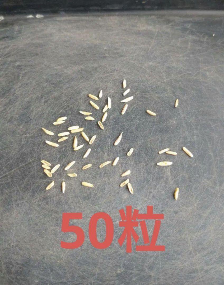 パキポディウム グラキリス種子50粒⑥ＤＲ パキポディウム グラキリス 50粒 自家採種 種子 - メルカリ