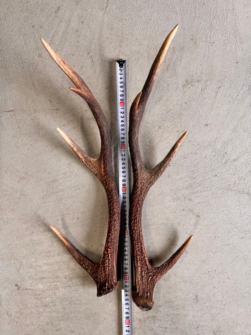 日本鹿の角 5対(10本セット ) No.1 日本鹿の角 5対(10本セット ) No.1