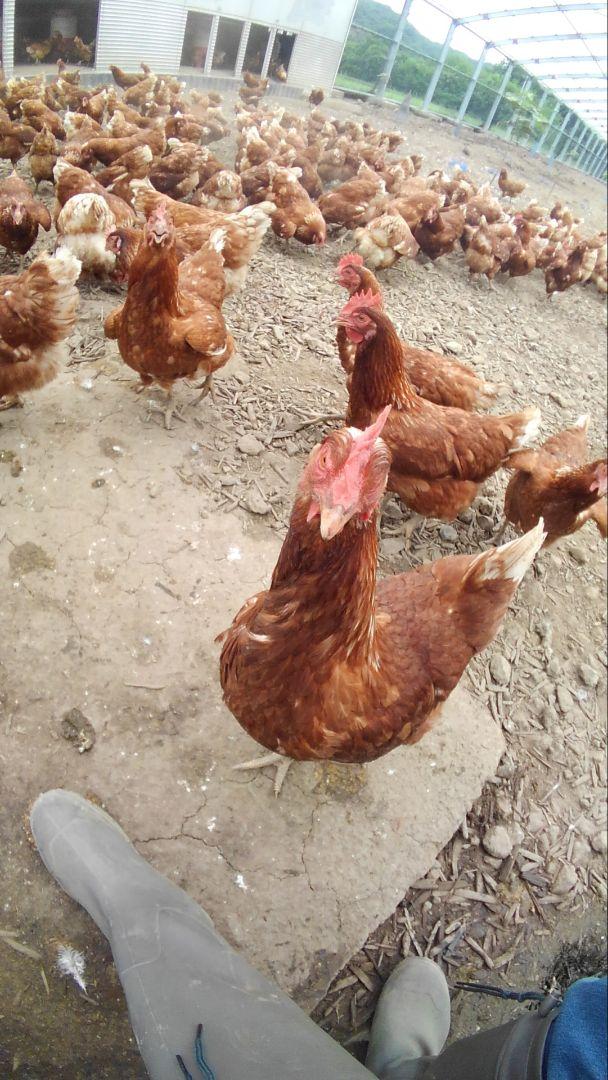 平飼い卵80個5/1常温発送rice oil