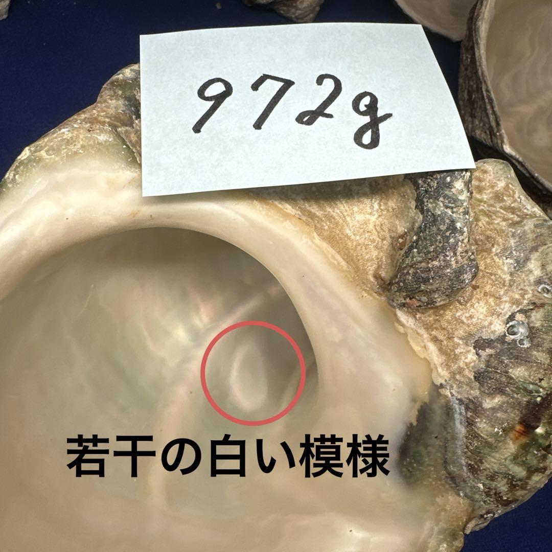 夜光貝 ヤコウ貝 まとめ売り 16個 18kg アクセサリー ルアー