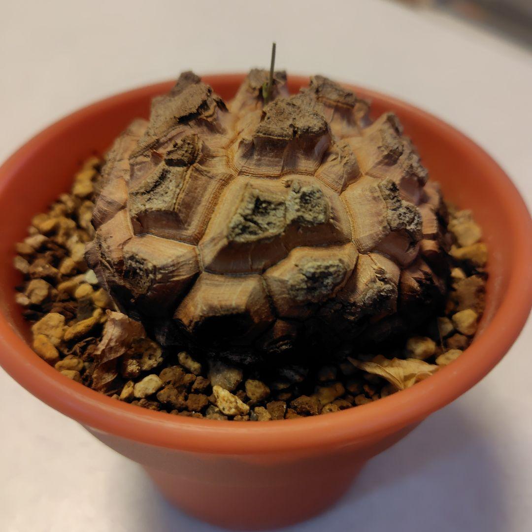 アフリカ亀甲竜塊根植物・コーデックス