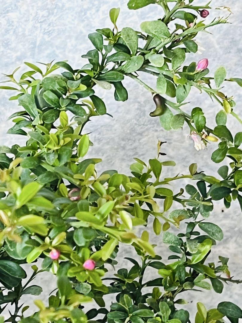 4年生　フィンガーライム接木苗／苗　花芽つき　樹高50cm 4.5号ポット