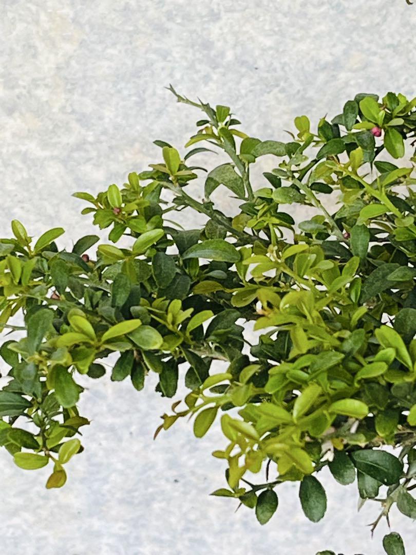 4年生　フィンガーライム接木苗／苗　花芽つき　樹高50cm 4.5号ポット
