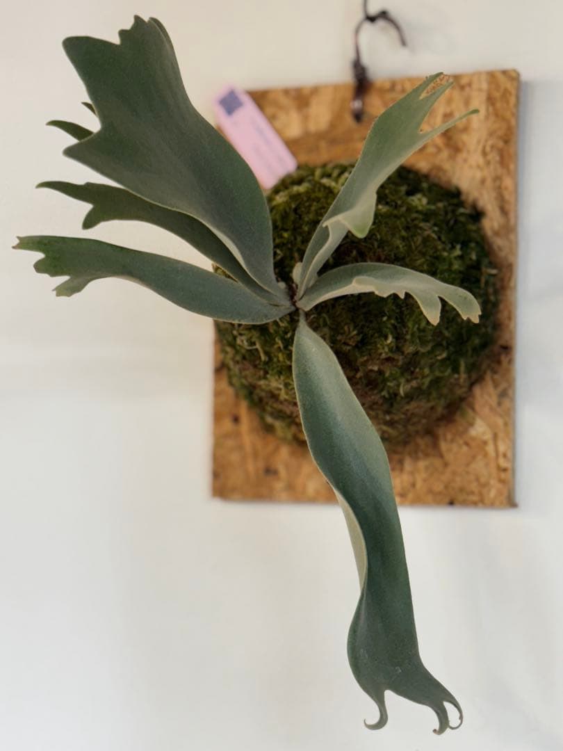 PUP目立った傷や汚れなし