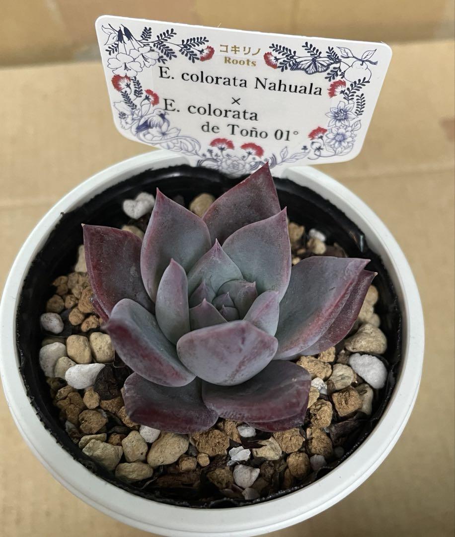 多肉 Nahuala x E. colorata de Toño 01