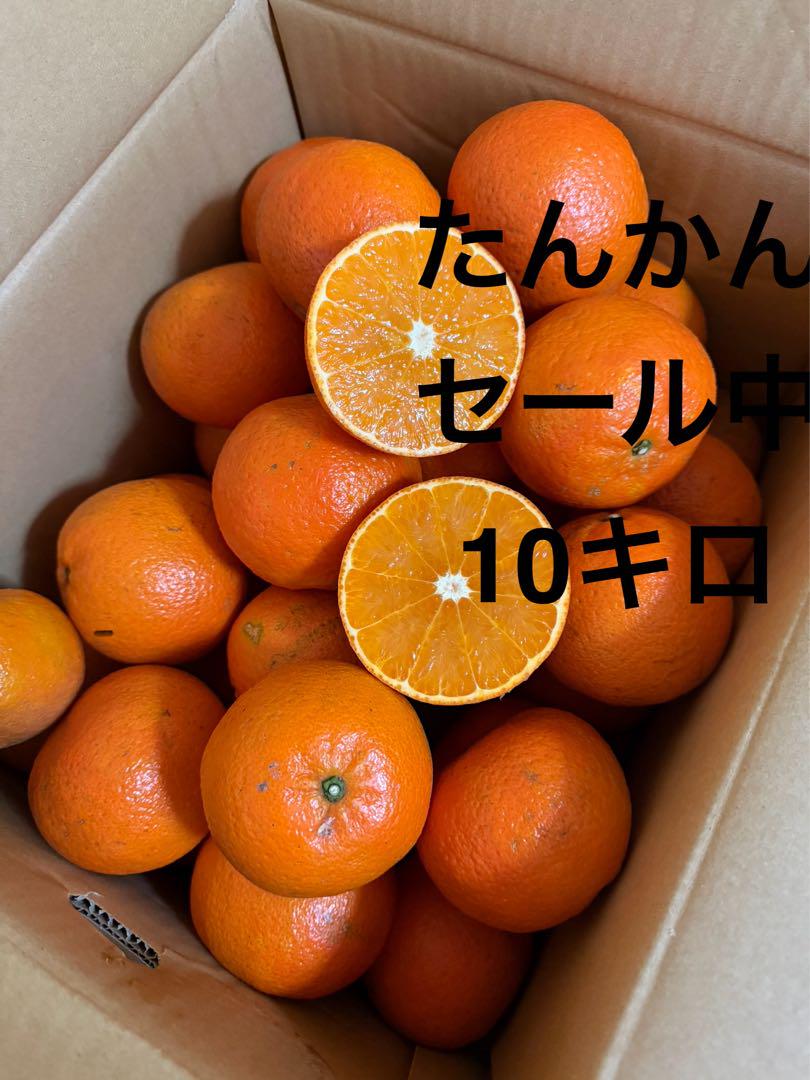 モモンガ様♡奄美大島産　完熟たんかん10キロ 奄美自然科学研究所オンラインショップ 通販サイト / 奄美