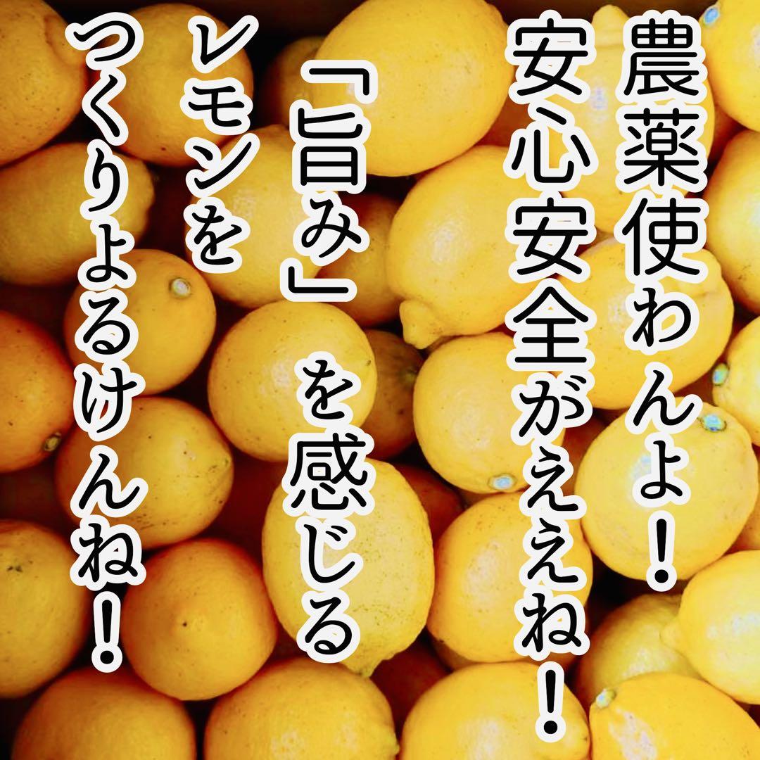 農薬不使用の国産レモン 10kg箱【木成レモン！愛媛の農家直送】0705う