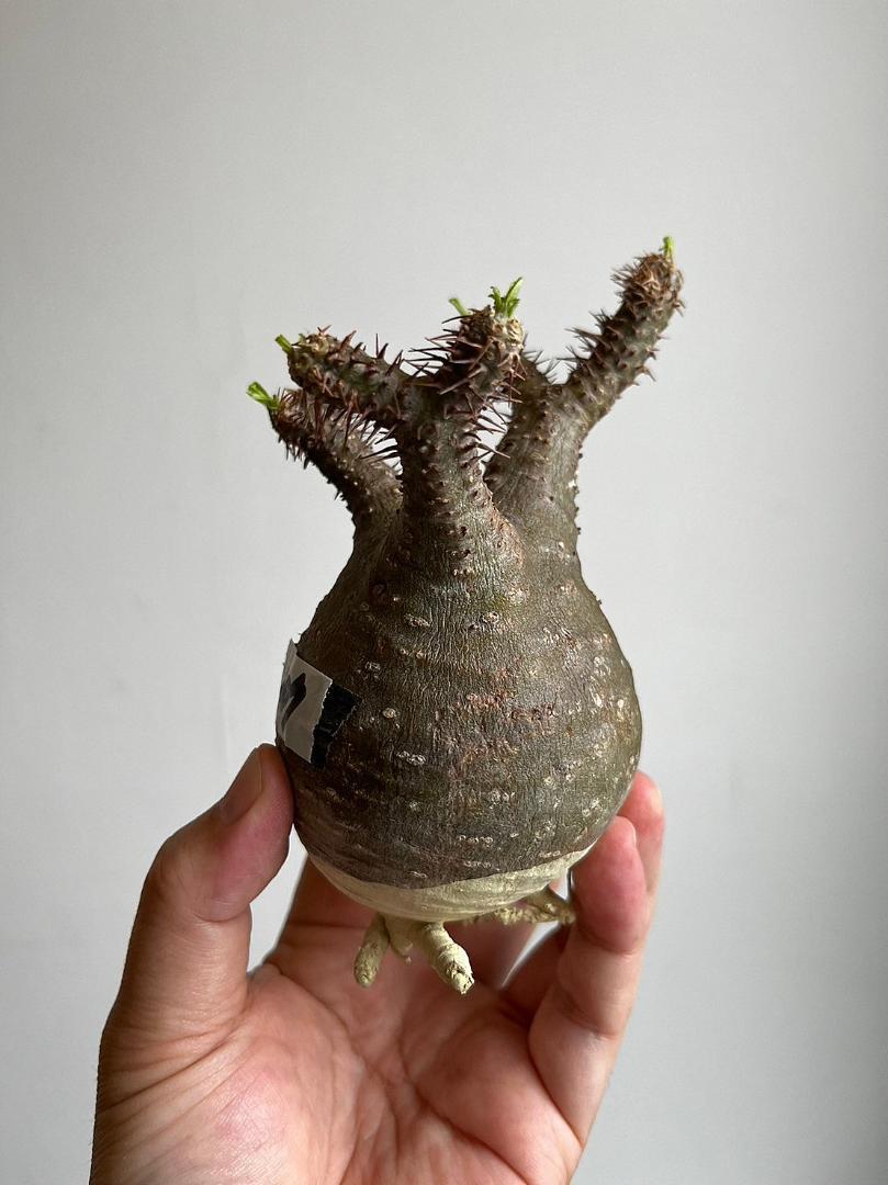 Pachypodiuｍ　パキポディウム　グラキリス　ベアルート　塊根植物　207