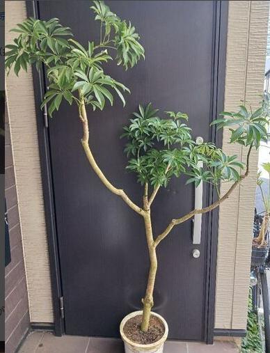 引取限定★シェフレラ　9号　180cm　観葉植物　大型