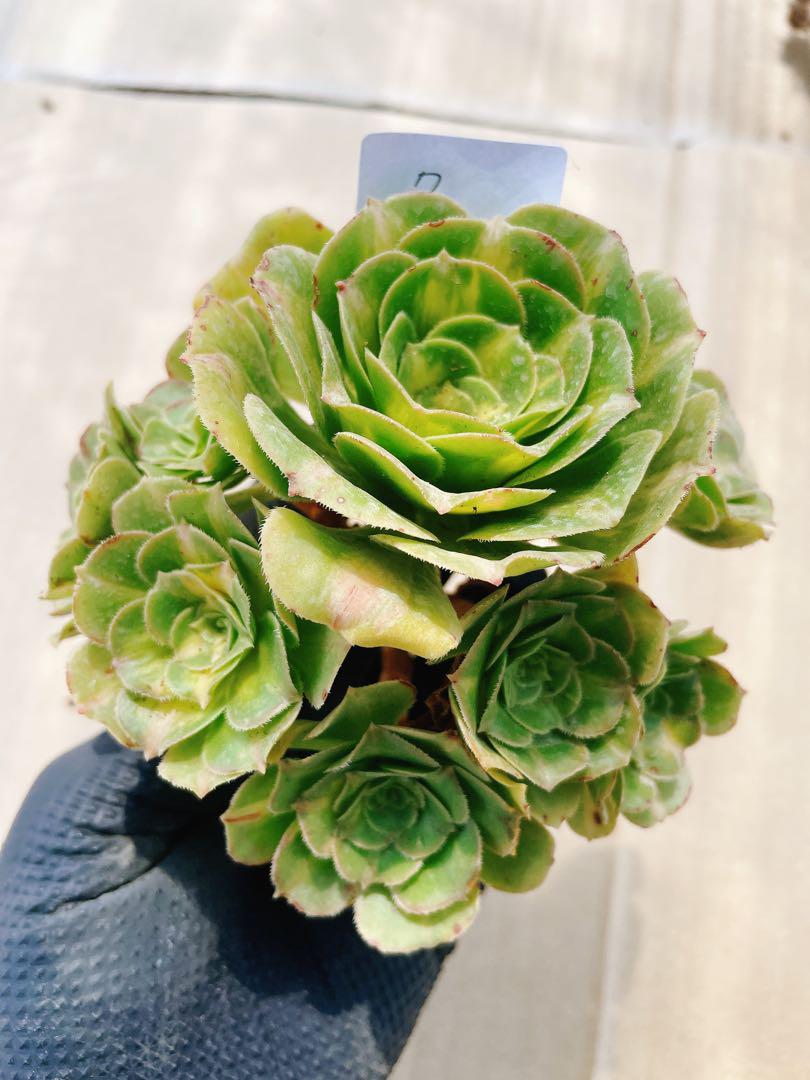 7翡翠琉璃 多肉植物 アエオニウム カット苗 - メルカリ