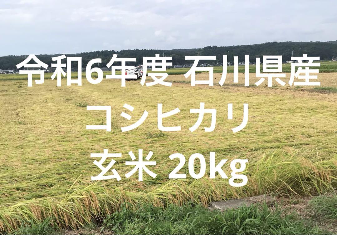 SALE 令和6年度 石川県産 コシヒカリ 玄米 20kg SALE 令和6年度 石川県産 コシヒカリ 玄米 20kg