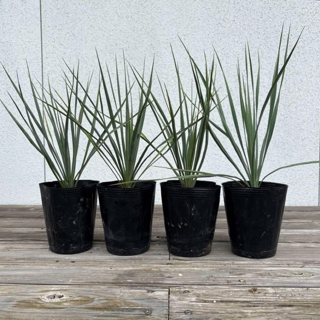 ユッカ ロストラータ 003【幹立ち】 Yucca Rostrata | Sunny Branch
