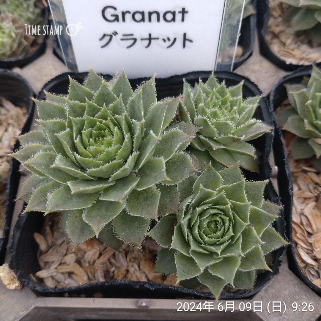 Granat