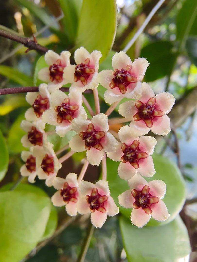 レア　ホヤ　Hoya Brevialata 大苗　サクララン