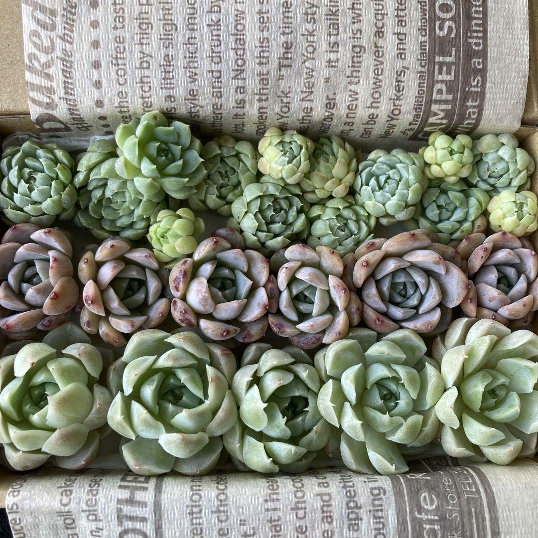 楽天市場】韓国苗 エケベリア おまかせ5種類セット 多肉植物 S
