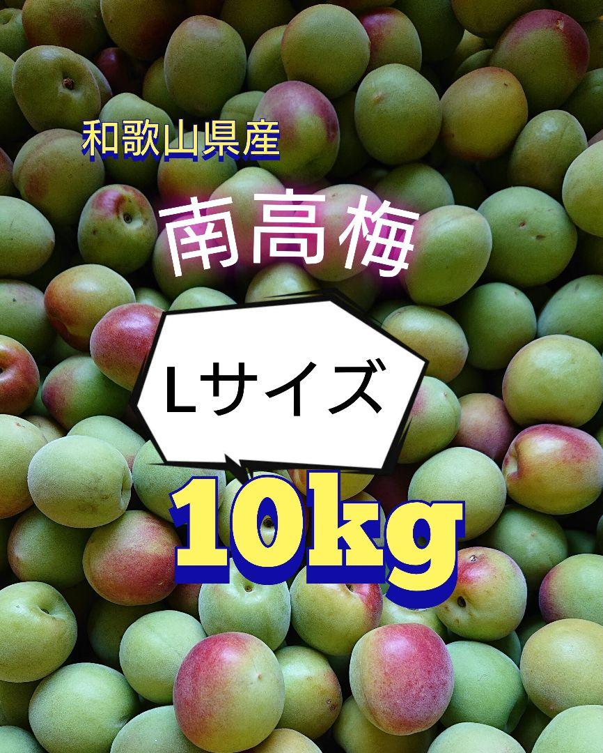 南高梅　10kg Lサイズ　和歌山県産