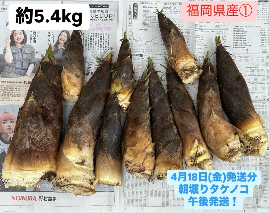 ①福岡県産 4/18(金)朝掘りタケノコ 午後発送！