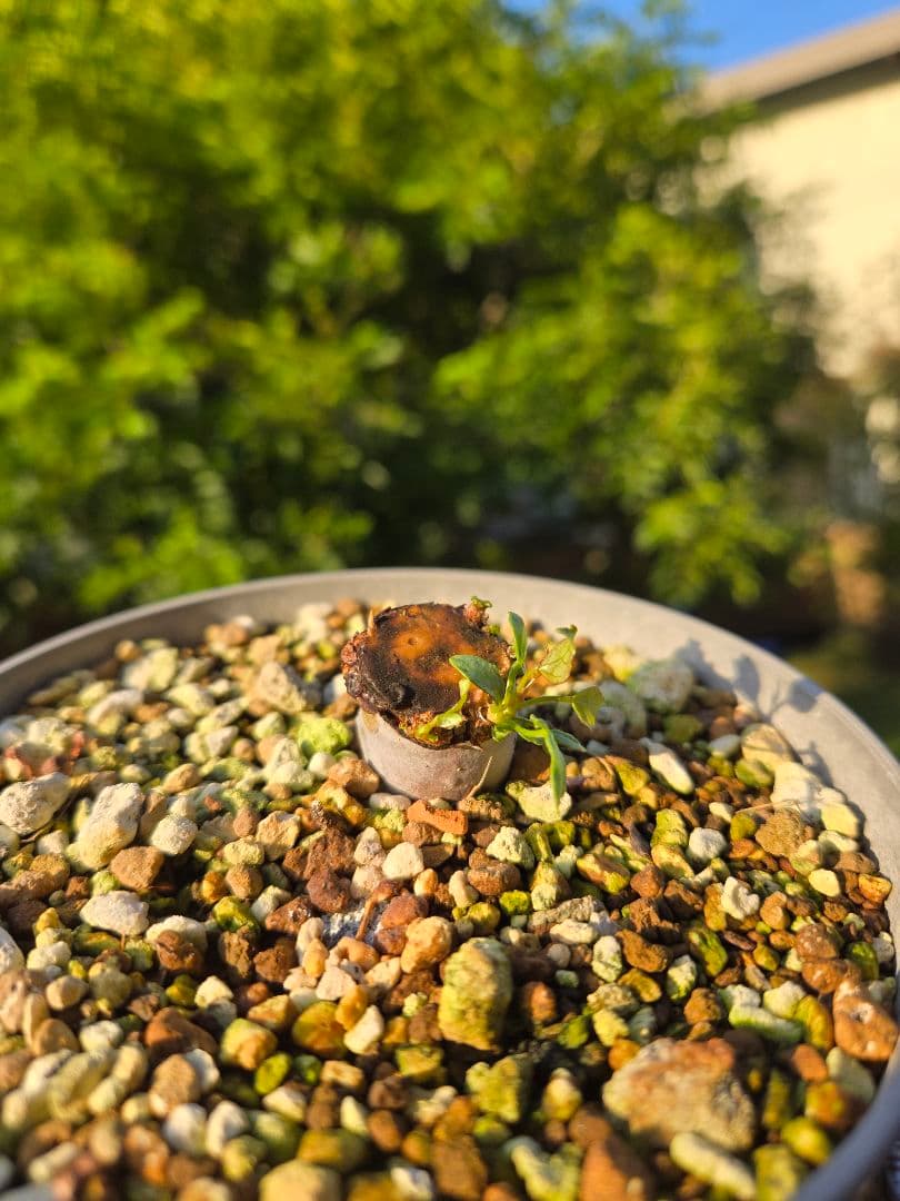 【プルメリア】コミフォラ　ピュア　カタフ　ソマリア