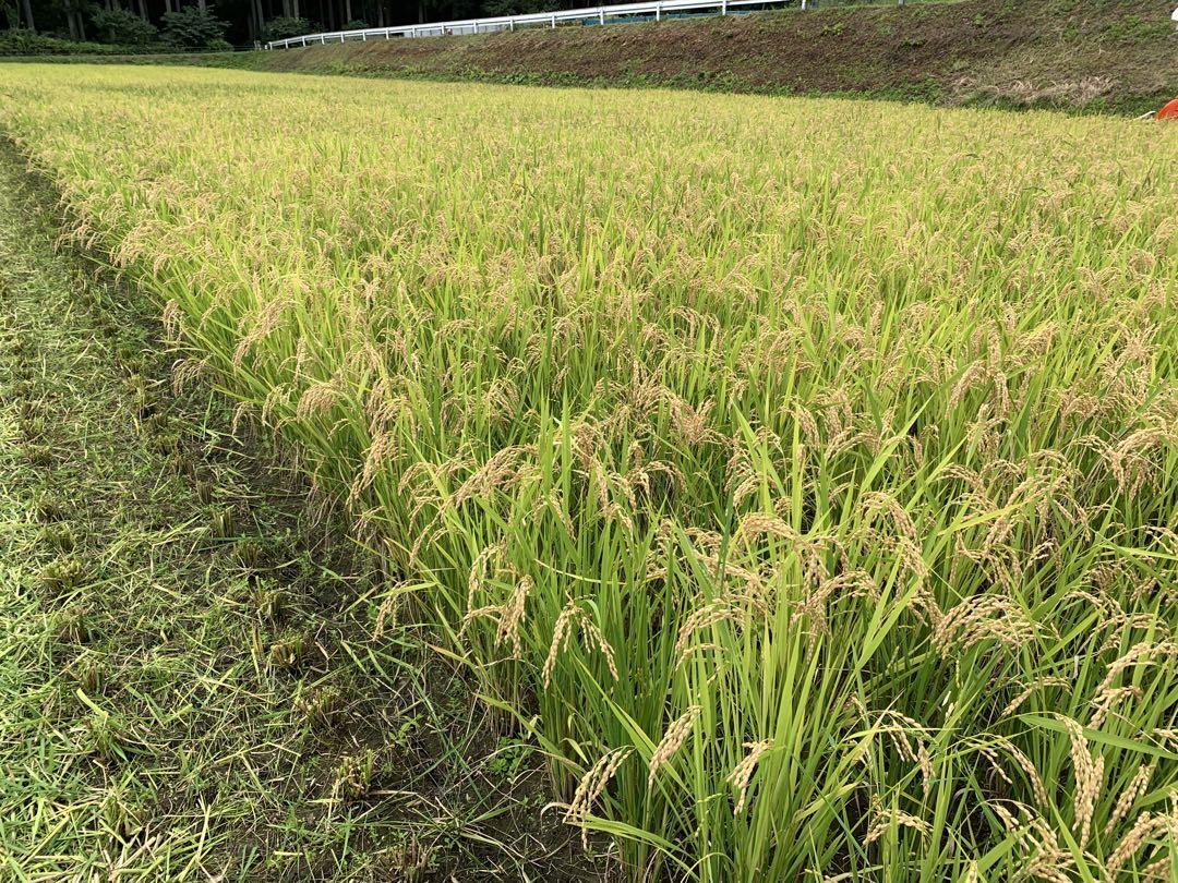 （ザンイナズマ②）令和６年産 新米 厳選くず米 24.5キロ 福島県産
