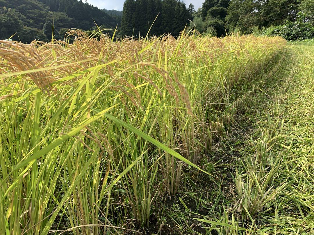 （ザンイナズマ②）令和６年産 新米 厳選くず米 24.5キロ 福島県産