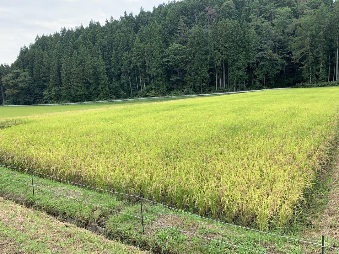 （ザンイナズマ②）令和６年産 新米 厳選くず米 24.5キロ 福島県産