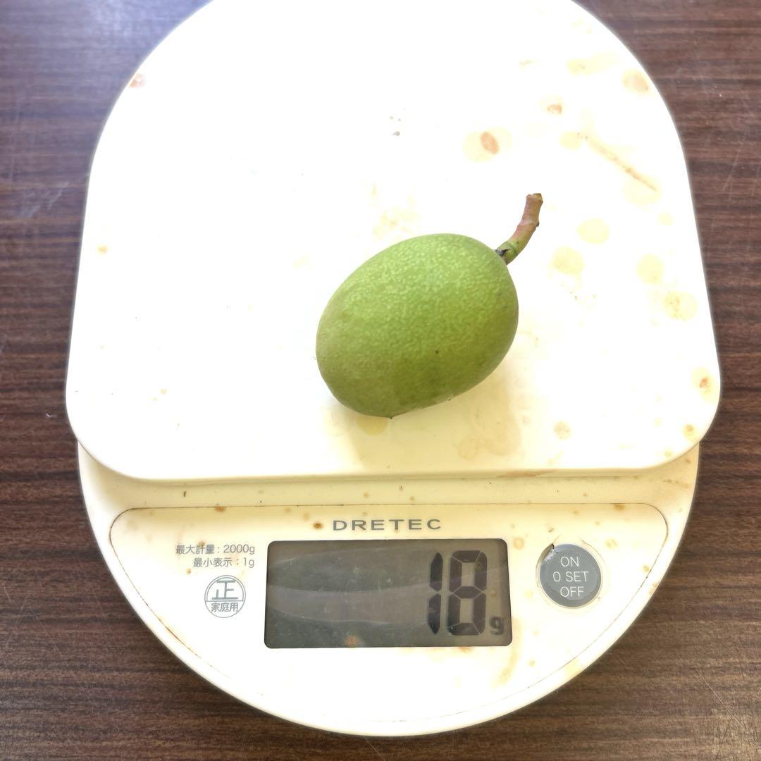 摘果マンゴー　10kg クール便発送！