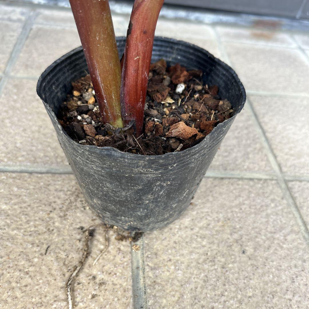ムサ ノノ　ピンク斑バナナ　約70cm ムサ ノノ ピンク バナナ苗 ピンク 斑 斑入り