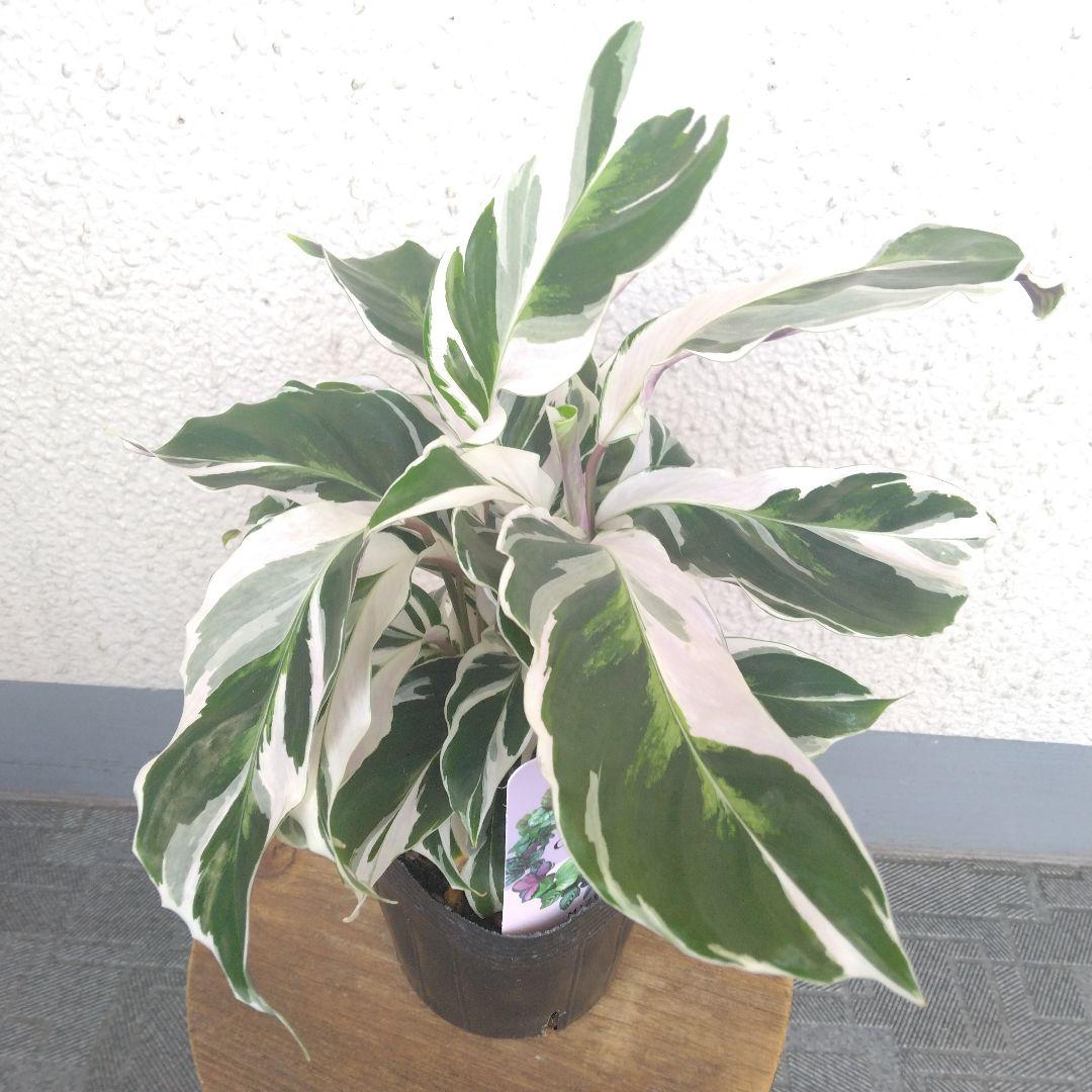 ①激レア超希少❗カラテア【ホワイトフュージョン】観葉植物！ヤマト発送 4,752円