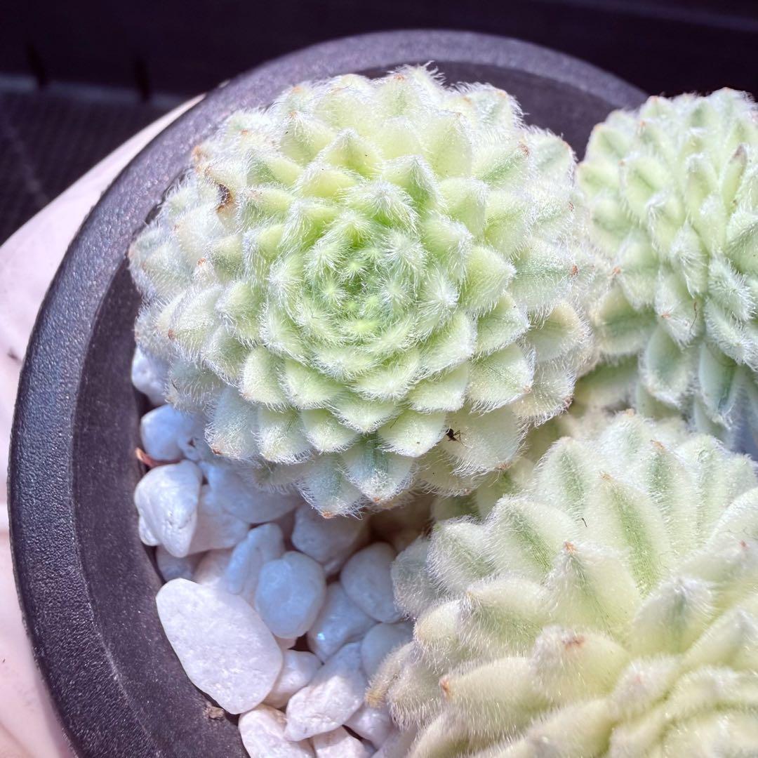 新入荷 種 センペルビウム錦 3つ セット 多肉植物 YUZUMIYA_COM